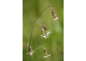 Nickendes Leimkraut (Silene nutans) - © Emanuel Trummer